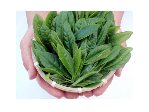 Shizuoka genmaicha matcha (100g)